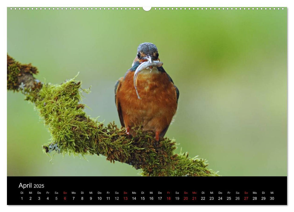 Der Eisvogel...fliegendes Juwel (CALVENDO Premium Wandkalender 2025)