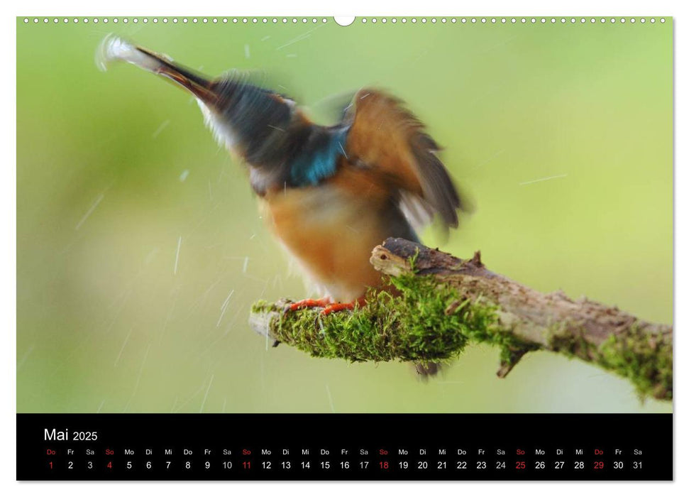 Der Eisvogel...fliegendes Juwel (CALVENDO Premium Wandkalender 2025)