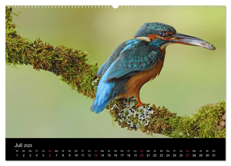 Der Eisvogel...fliegendes Juwel (CALVENDO Premium Wandkalender 2025)