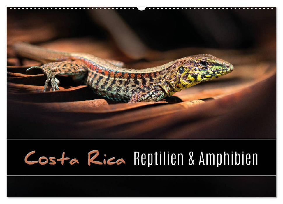 Costa Rica - Reptilien und Amphibien (CALVENDO Wandkalender 2025)