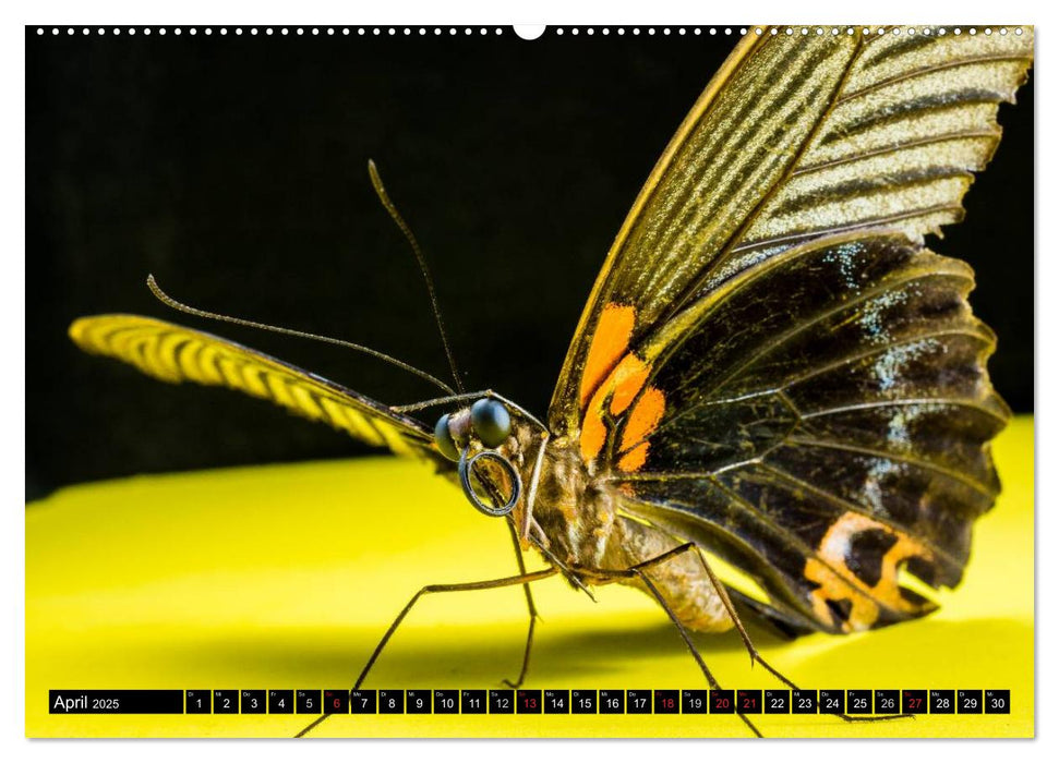 Die geheimnisvolle Welt der Insekten (CALVENDO Wandkalender 2025)