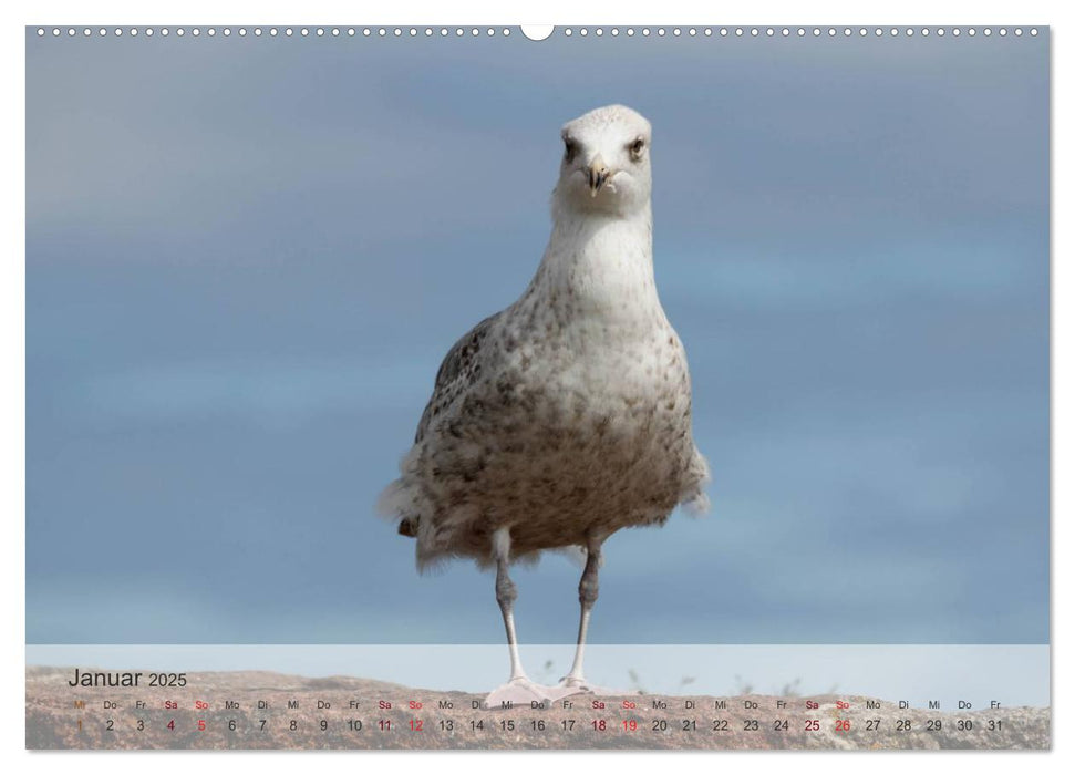 Insel Rügen und Hiddensee (CALVENDO Premium Wandkalender 2025)