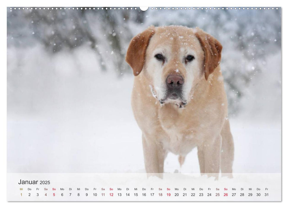 Hunde 2025 - Treue Begleiter (CALVENDO Premium Wandkalender 2025)