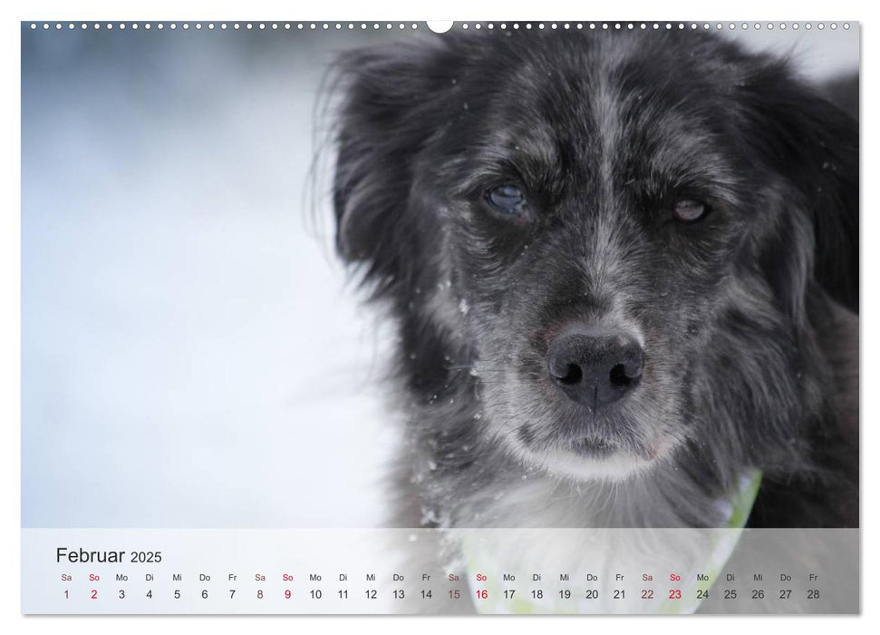 Hunde 2025 - Treue Begleiter (CALVENDO Premium Wandkalender 2025)