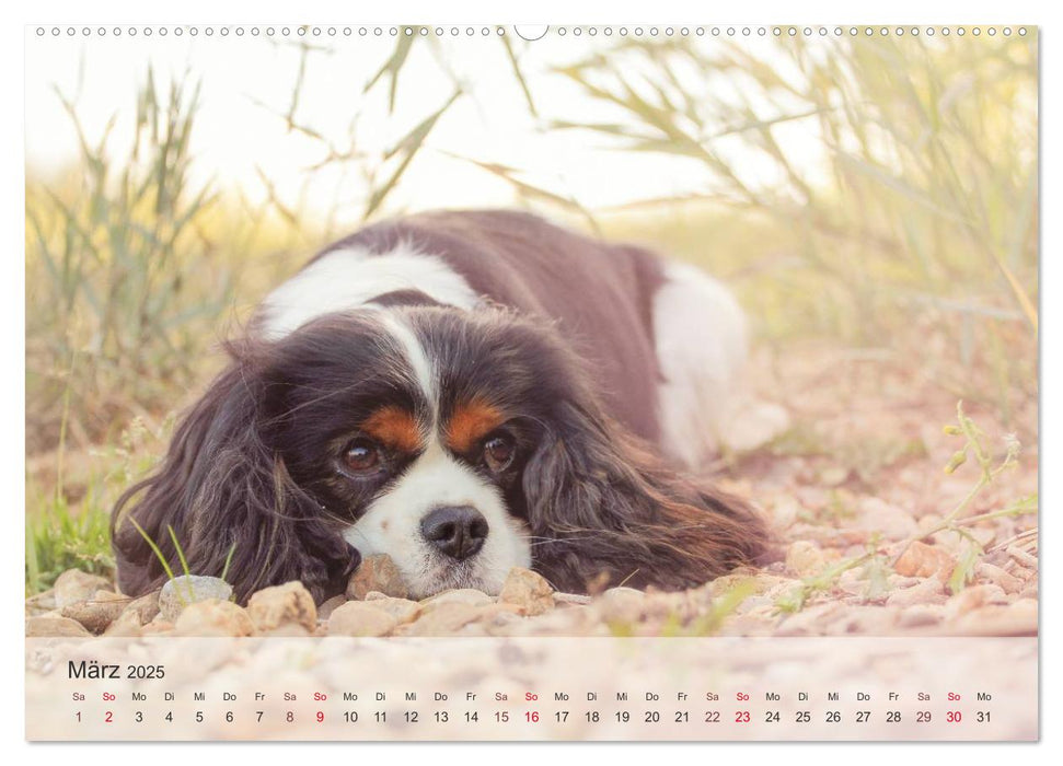 Hunde 2025 - Treue Begleiter (CALVENDO Premium Wandkalender 2025)
