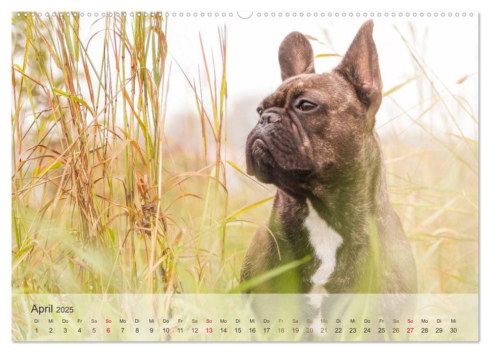 Hunde 2025 - Treue Begleiter (CALVENDO Premium Wandkalender 2025)