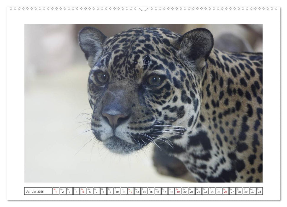 Tiere im Zoo (CALVENDO Premium Wandkalender 2025)