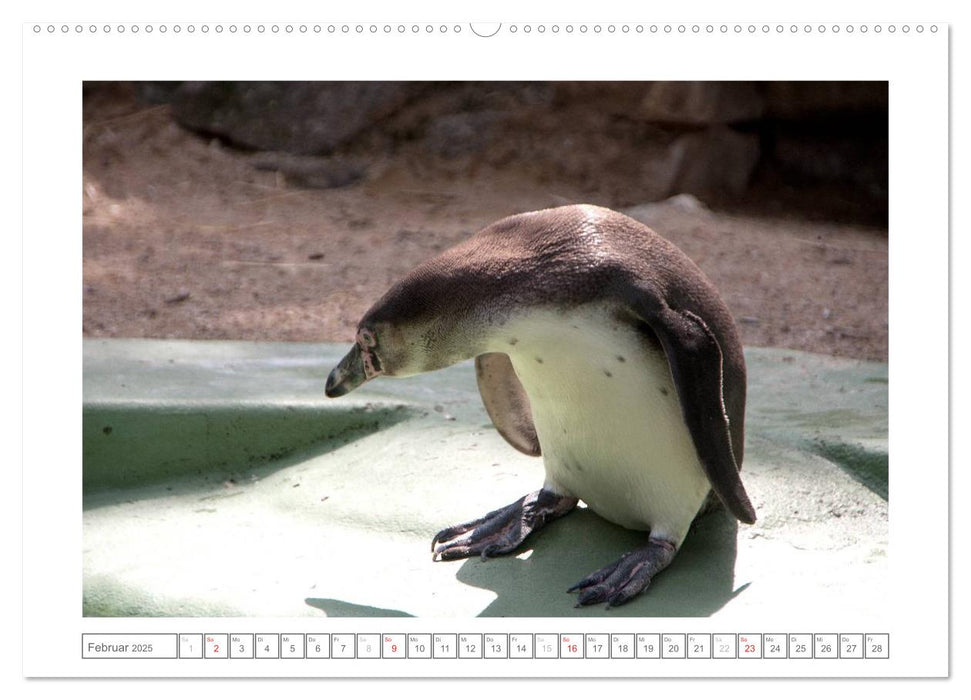 Tiere im Zoo (CALVENDO Premium Wandkalender 2025)