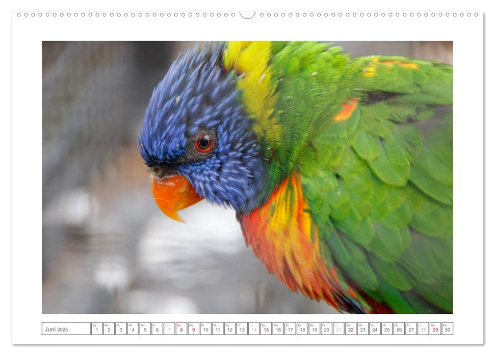 Tiere im Zoo (CALVENDO Premium Wandkalender 2025)