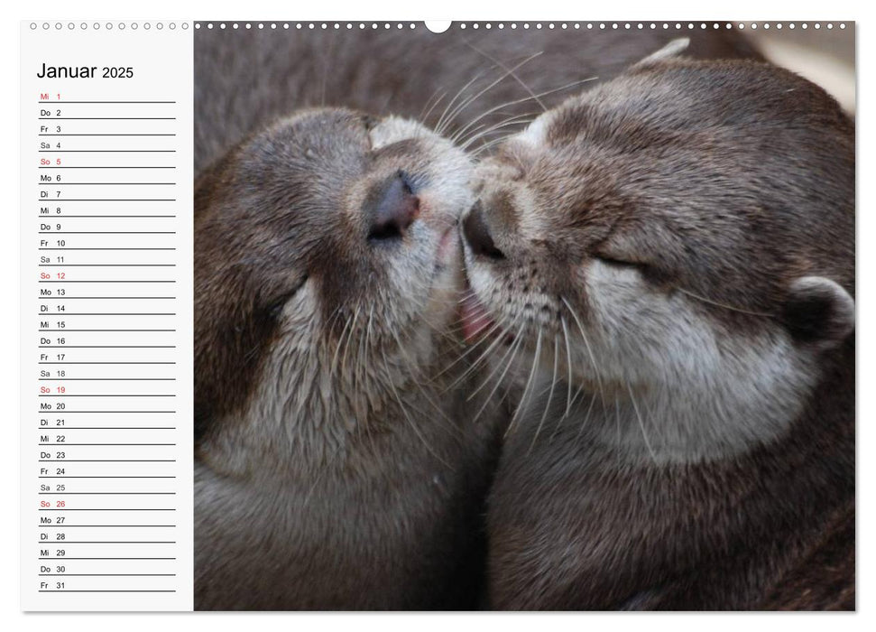 Seehunde und Otter. Putzige Gesellen, perfekte Schwimmer (CALVENDO Premium Wandkalender 2025)