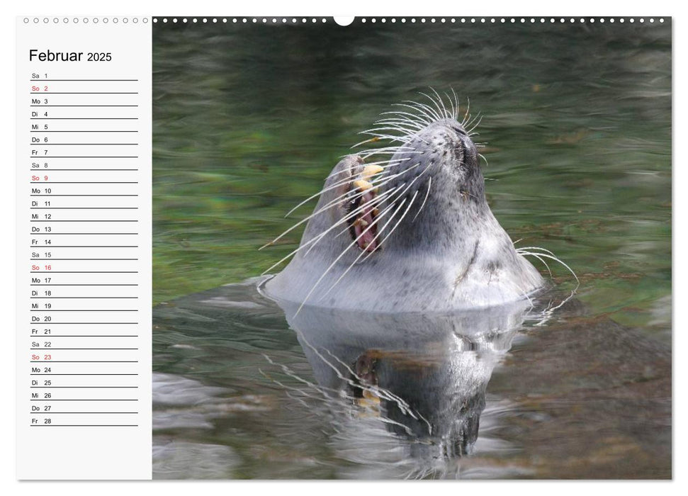 Seehunde und Otter. Putzige Gesellen, perfekte Schwimmer (CALVENDO Premium Wandkalender 2025)