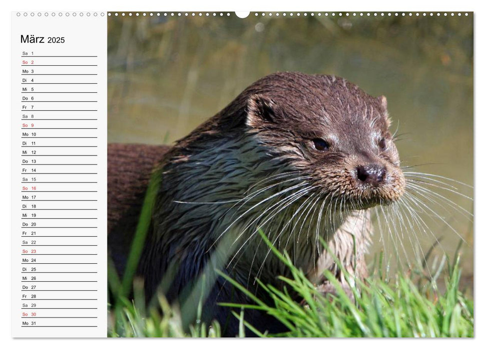 Seehunde und Otter. Putzige Gesellen, perfekte Schwimmer (CALVENDO Premium Wandkalender 2025)