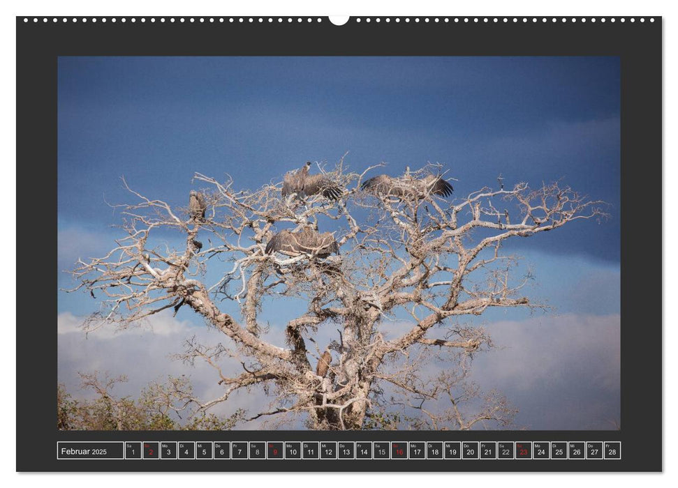 Afrikas Tiere im Fokus (CALVENDO Wandkalender 2025)