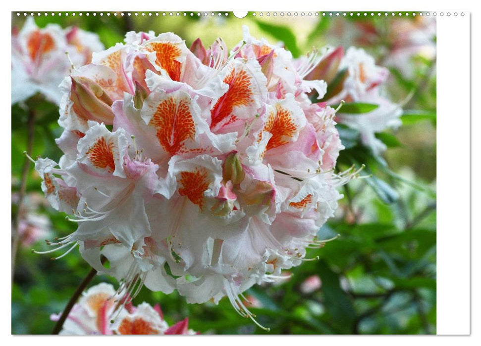 Rhododendron Schönheiten im Garten (CALVENDO Wandkalender 2025)