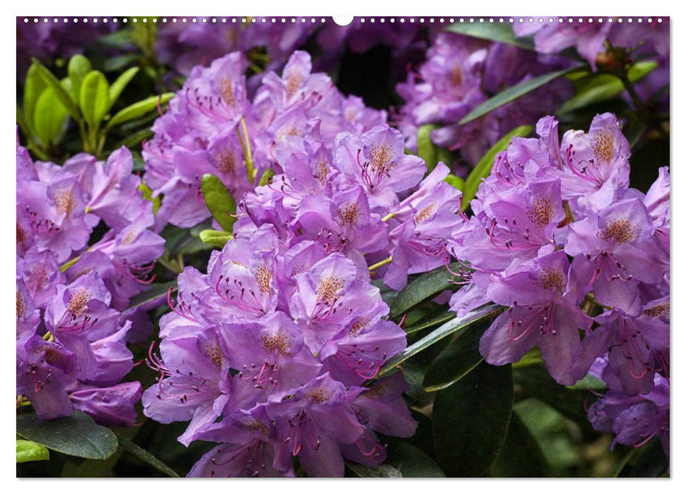 Rhododendron Schönheiten im Garten (CALVENDO Wandkalender 2025)