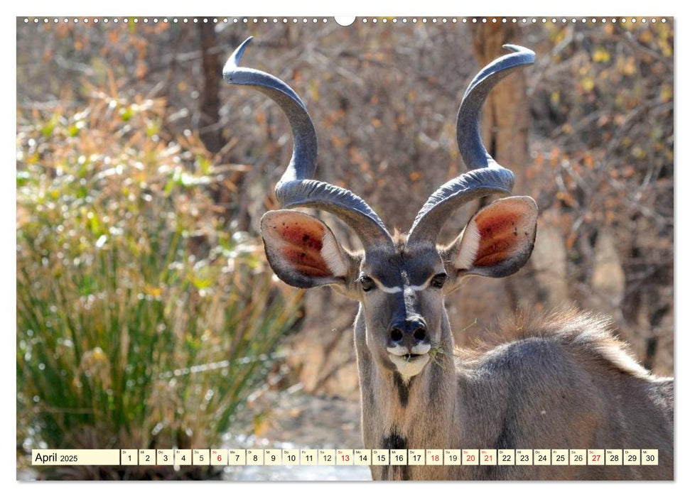 Wildes Leben in Botswana (CALVENDO Wandkalender 2025)