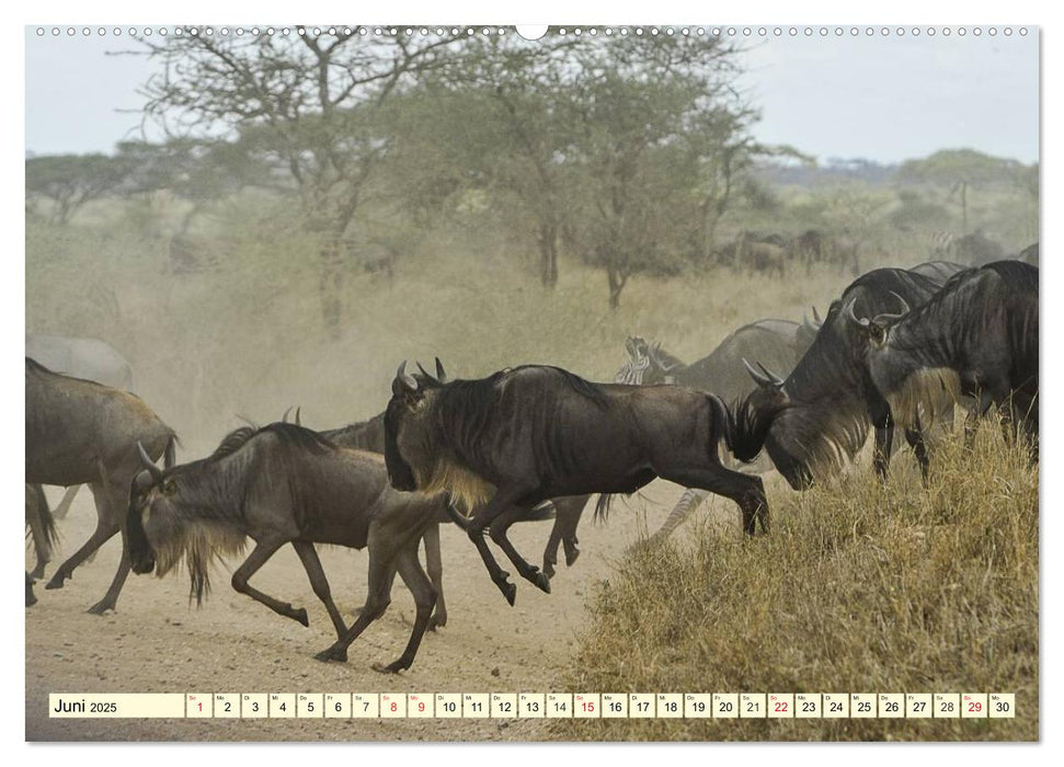 Wildes Leben in Botswana (CALVENDO Wandkalender 2025)