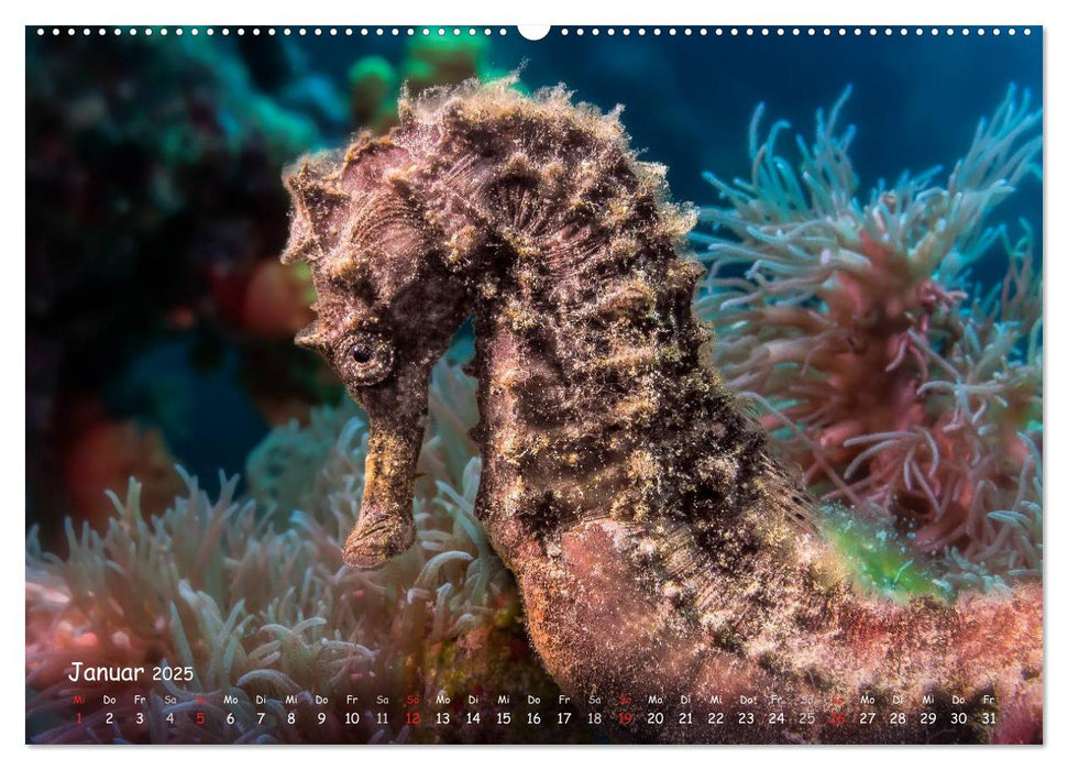 Hippocampus oder einfach nur Seepferdchen (CALVENDO Premium Wandkalender 2025)