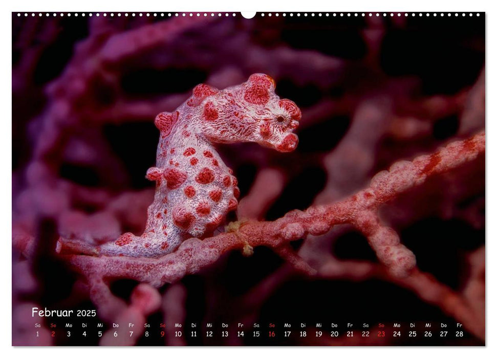 Hippocampus oder einfach nur Seepferdchen (CALVENDO Premium Wandkalender 2025)