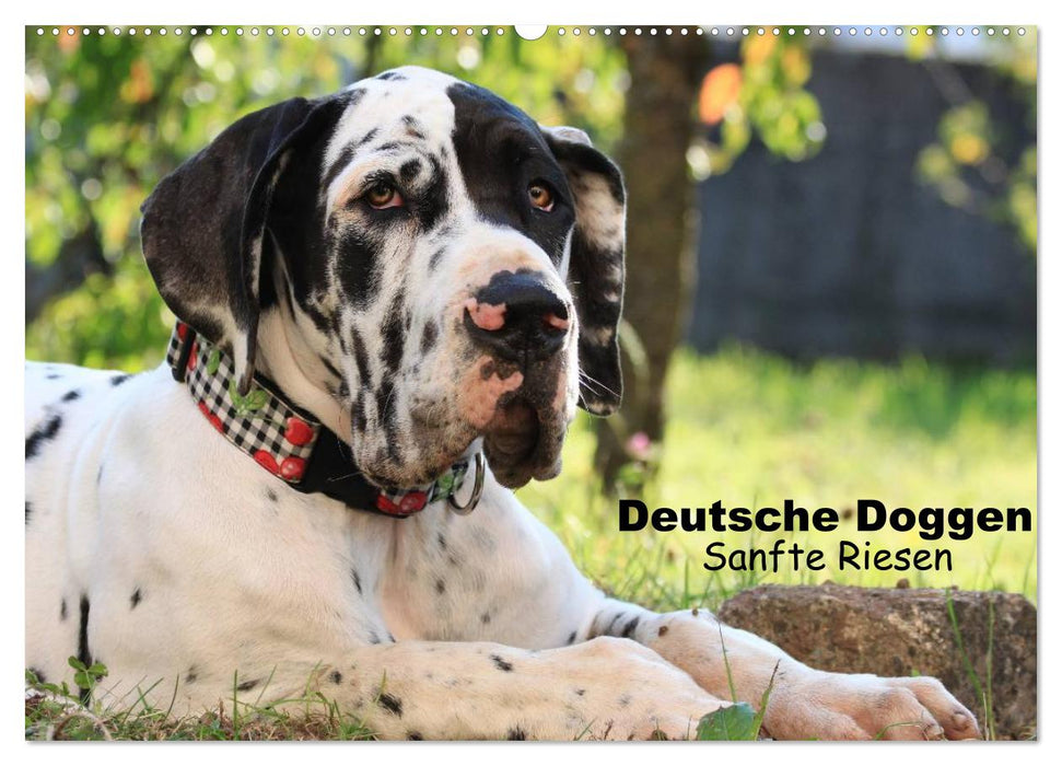 Deutsche Doggen - Sanfte Riesen (CALVENDO Wandkalender 2025)