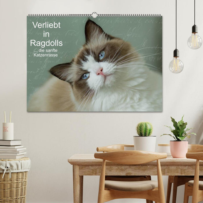 Verliebt in Ragdolls ... die sanfte Katzenrasse (CALVENDO Wandkalender 2025)