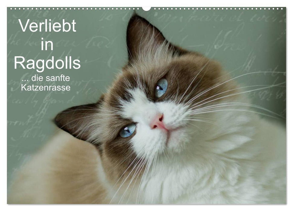 Verliebt in Ragdolls ... die sanfte Katzenrasse (CALVENDO Wandkalender 2025)