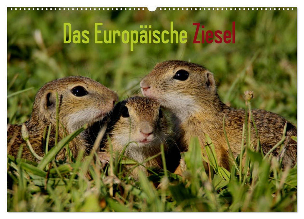 Das Europäische Ziesel (CALVENDO Wandkalender 2025)