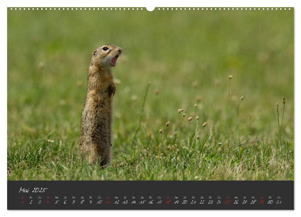 Natur erleben Seewinkel-Neusiedlersee (CALVENDO Wandkalender 2025)