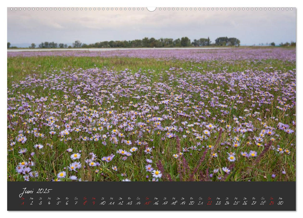 Natur erleben Seewinkel-Neusiedlersee (CALVENDO Wandkalender 2025)