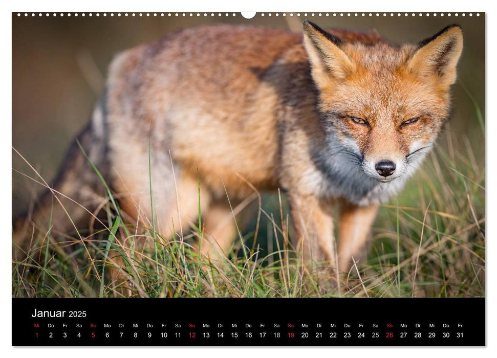 Rotfüchse (CALVENDO Premium Wandkalender 2025)