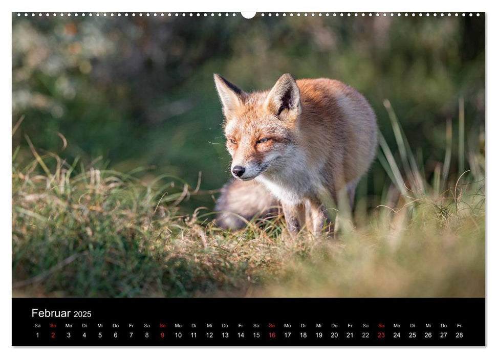 Rotfüchse (CALVENDO Premium Wandkalender 2025)