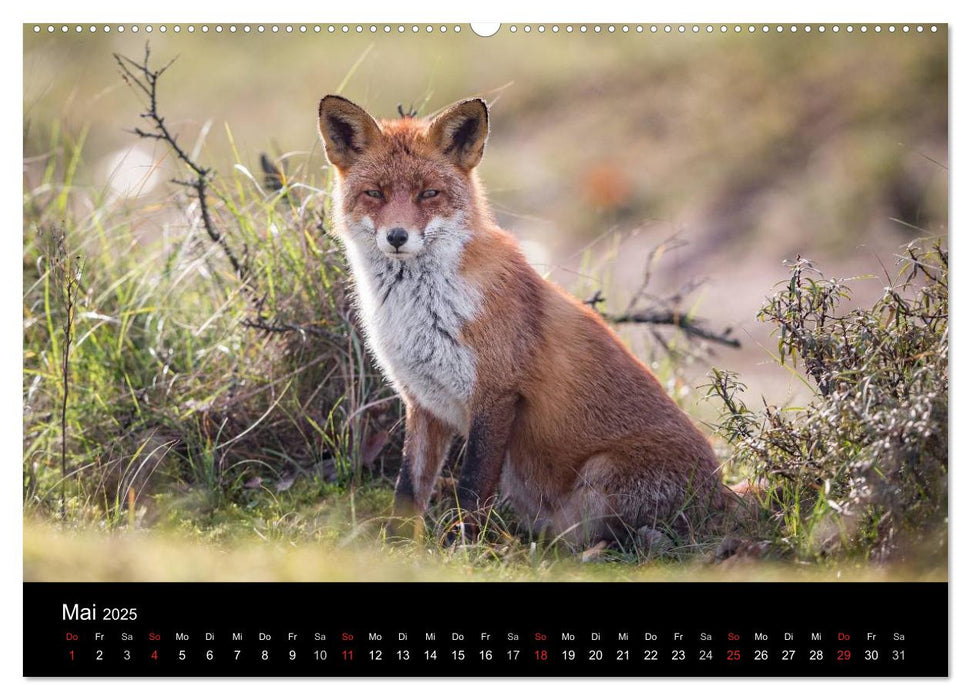 Rotfüchse (CALVENDO Premium Wandkalender 2025)