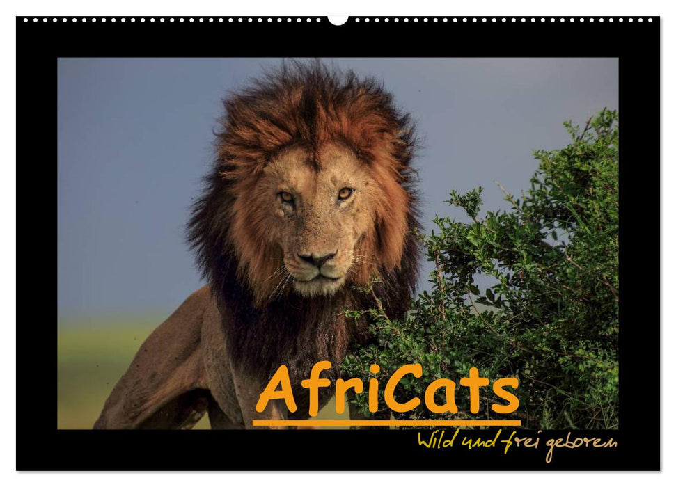 AfriCats (CALVENDO Wandkalender 2025)