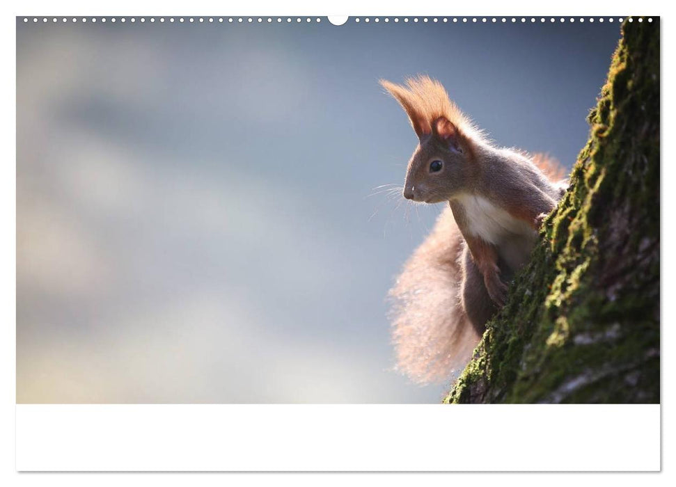 Unsere Eichhörnchen in Bayern (CALVENDO Wandkalender 2025)