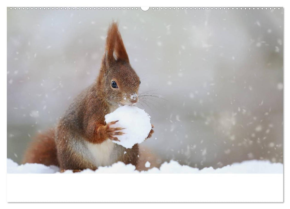 Unsere Eichhörnchen in Bayern (CALVENDO Wandkalender 2025)