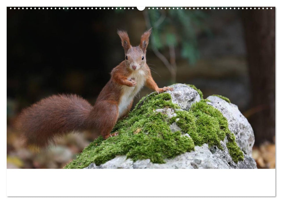 Unsere Eichhörnchen in Bayern (CALVENDO Wandkalender 2025)