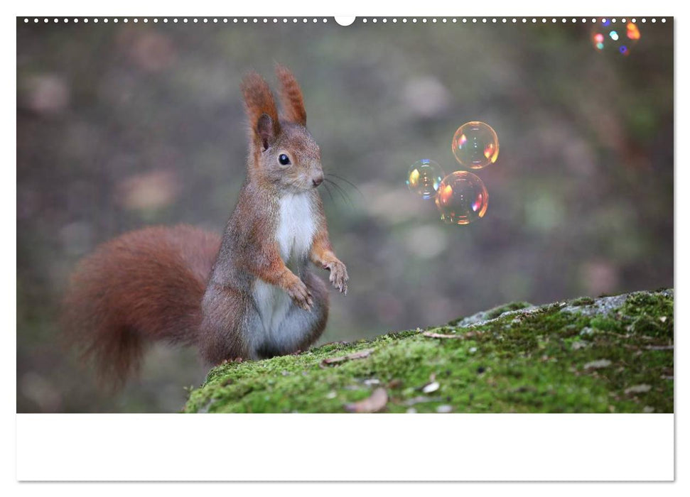 Unsere Eichhörnchen in Bayern (CALVENDO Wandkalender 2025)