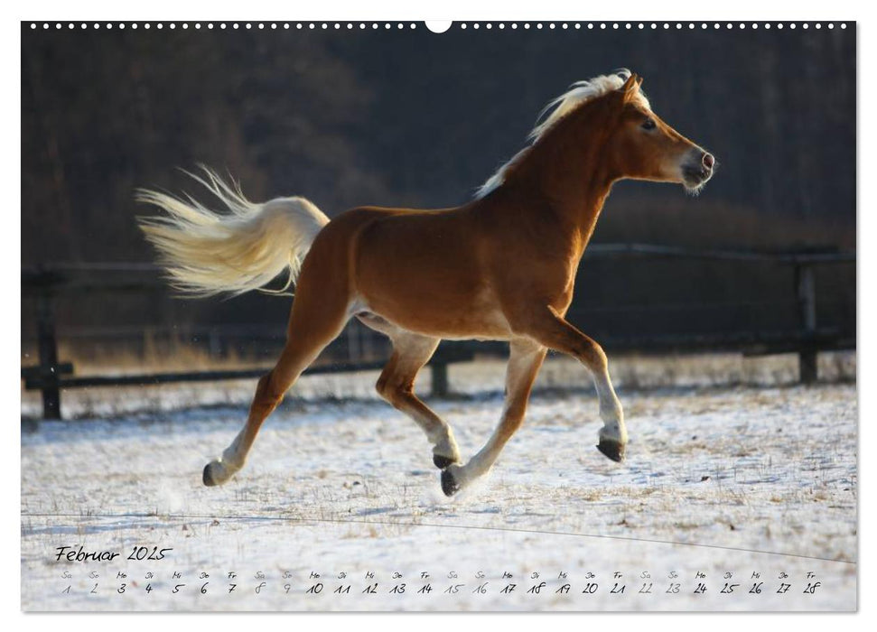 Haflinger-Pferde in Reinzucht (CALVENDO Premium Wandkalender 2025)