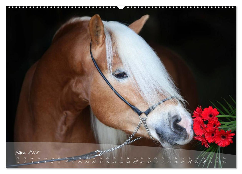 Haflinger-Pferde in Reinzucht (CALVENDO Premium Wandkalender 2025)