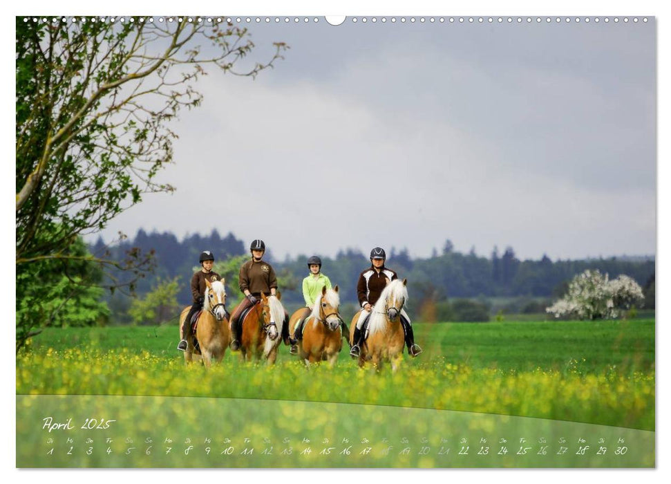 Haflinger-Pferde in Reinzucht (CALVENDO Premium Wandkalender 2025)