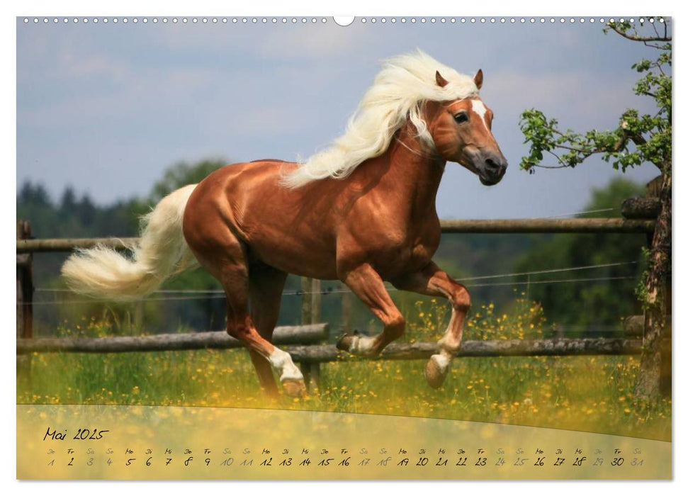 Haflinger-Pferde in Reinzucht (CALVENDO Premium Wandkalender 2025)