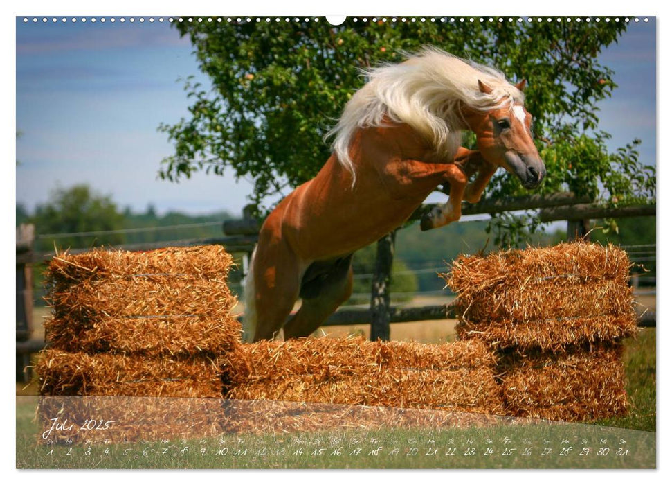 Haflinger-Pferde in Reinzucht (CALVENDO Premium Wandkalender 2025)