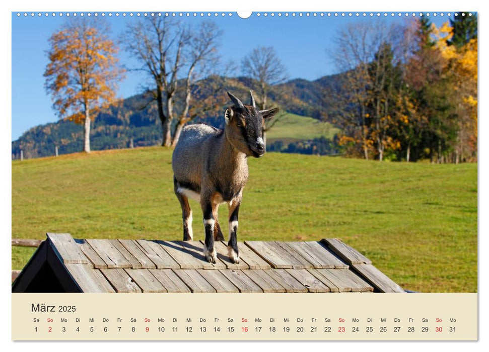 Wir sind die Stars am Bauernhof (CALVENDO Wandkalender 2025)