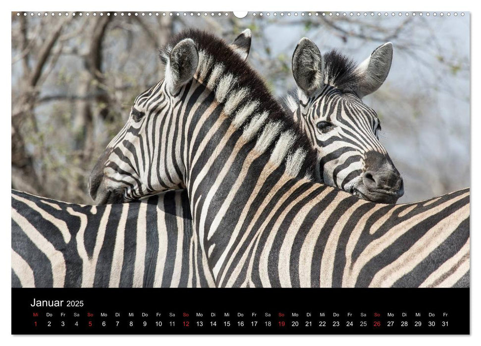 Zebras - Gestreifte Gesellen (CALVENDO Premium Wandkalender 2025)