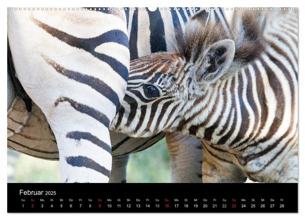 Zebras - Gestreifte Gesellen (CALVENDO Premium Wandkalender 2025)