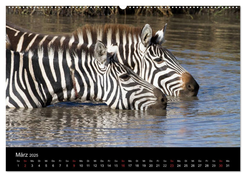 Zebras - Gestreifte Gesellen (CALVENDO Premium Wandkalender 2025)