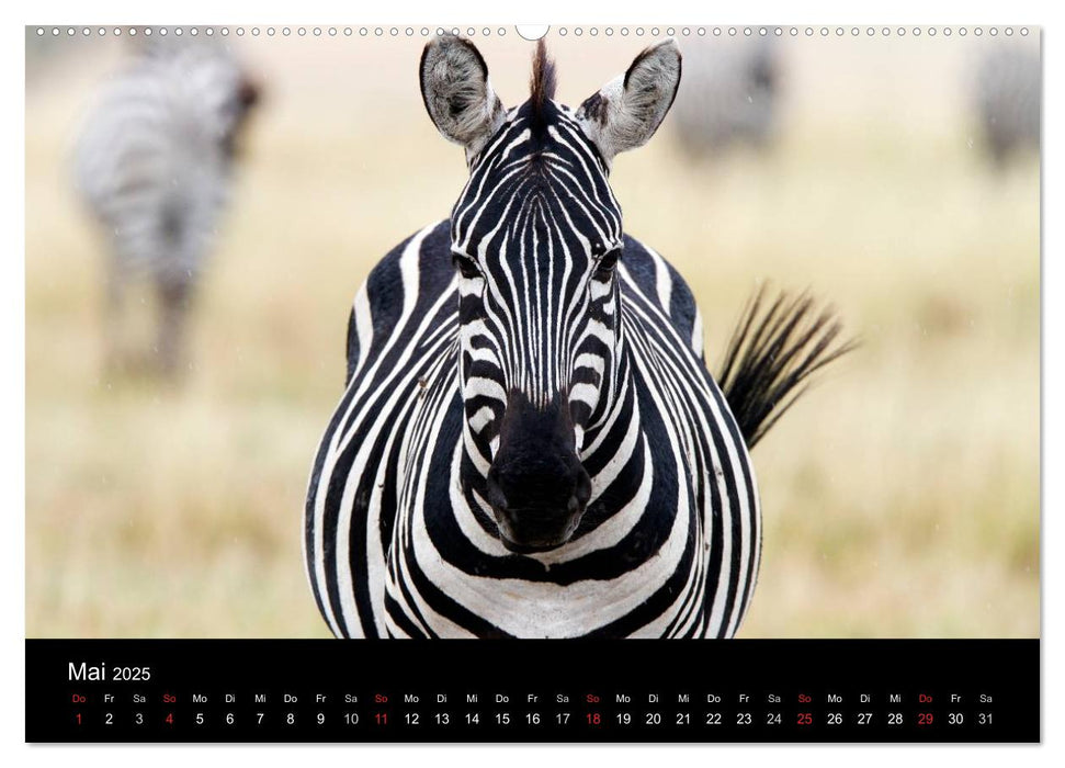 Zebras - Gestreifte Gesellen (CALVENDO Premium Wandkalender 2025)