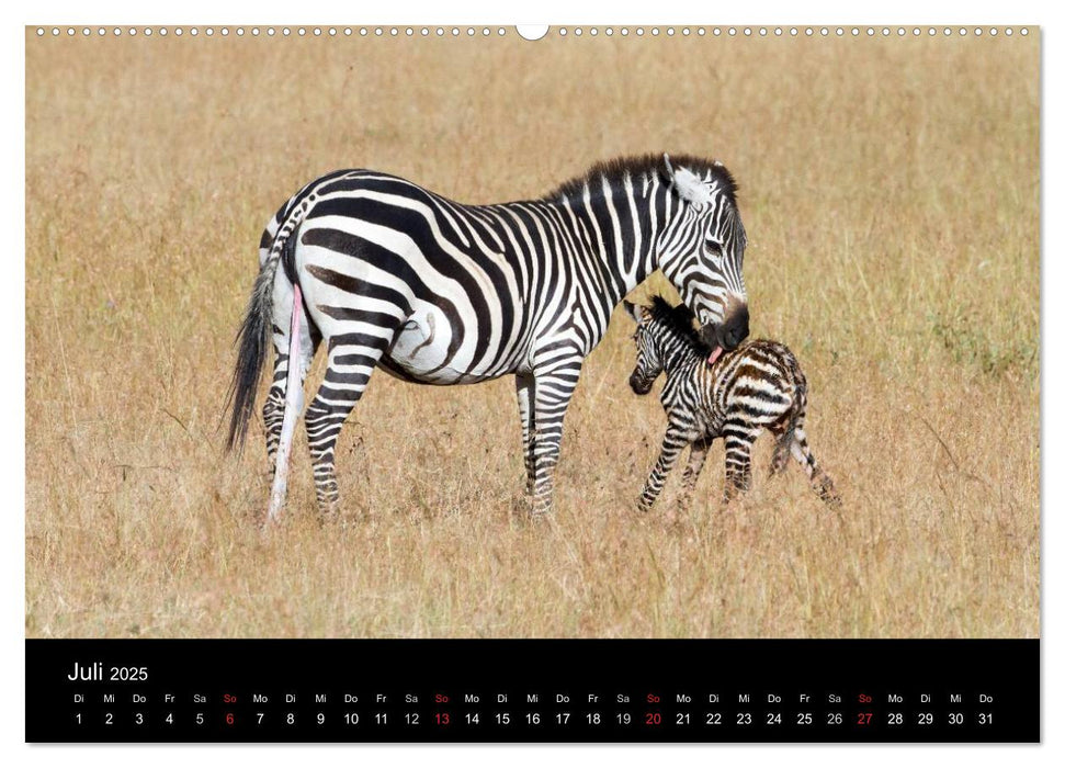 Zebras - Gestreifte Gesellen (CALVENDO Premium Wandkalender 2025)