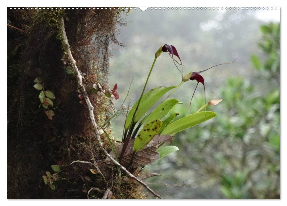 Orchideenland Ecuador (CALVENDO Premium Wandkalender 2025)