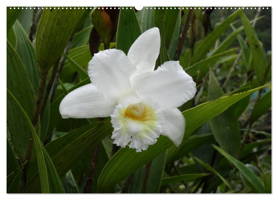 Orchideenland Ecuador (CALVENDO Premium Wandkalender 2025)